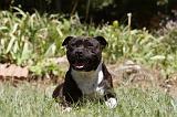 STAFFIE 426
